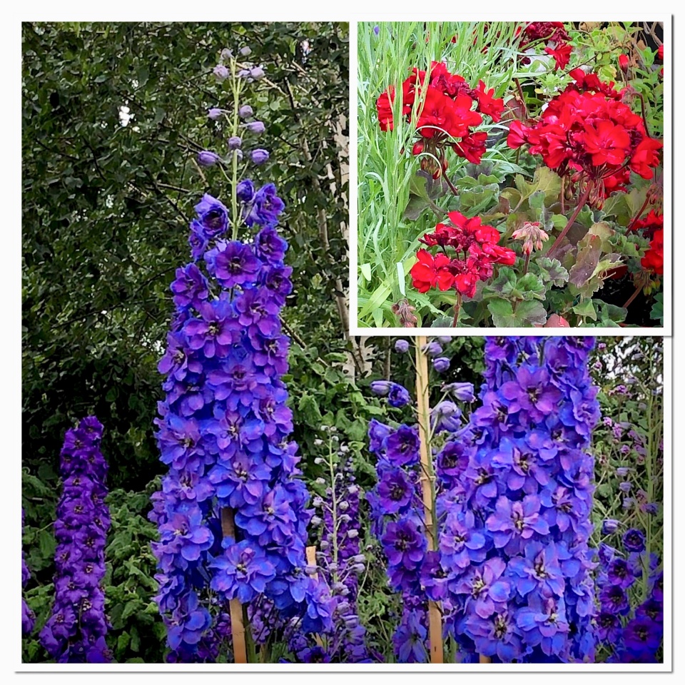 Of geraniums red and delphiniums blue V985 Blipfoto