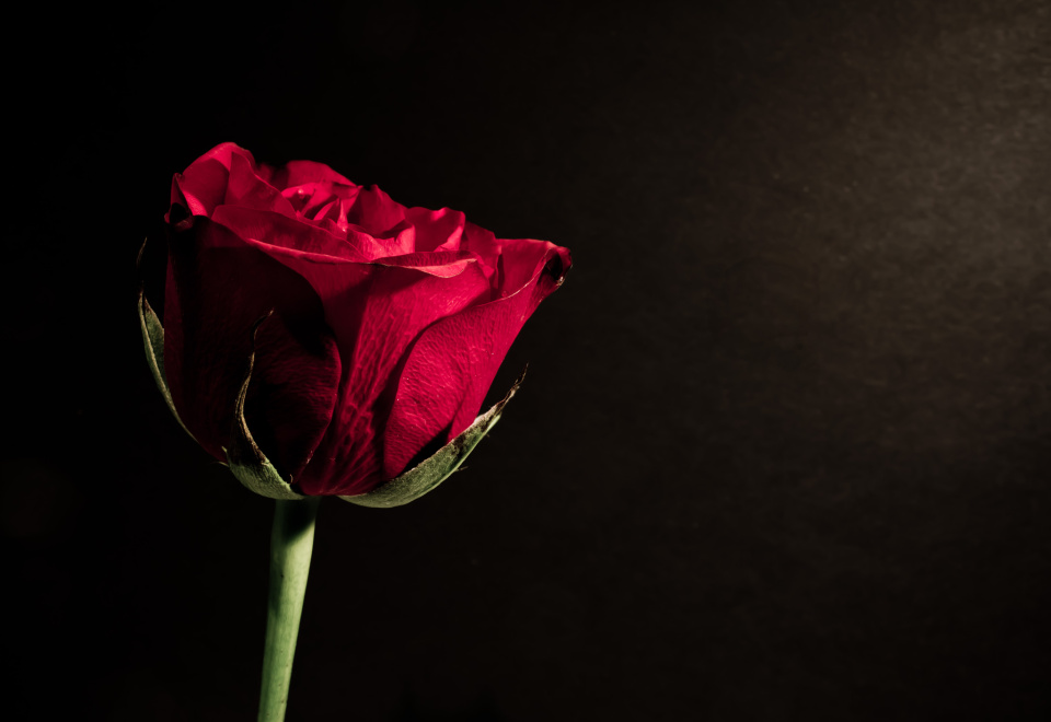 Lonesome Rose | Kernow | Blipfoto