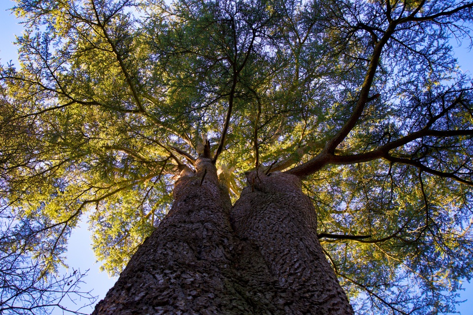 Trunk Routes Incredibish Blipfoto
