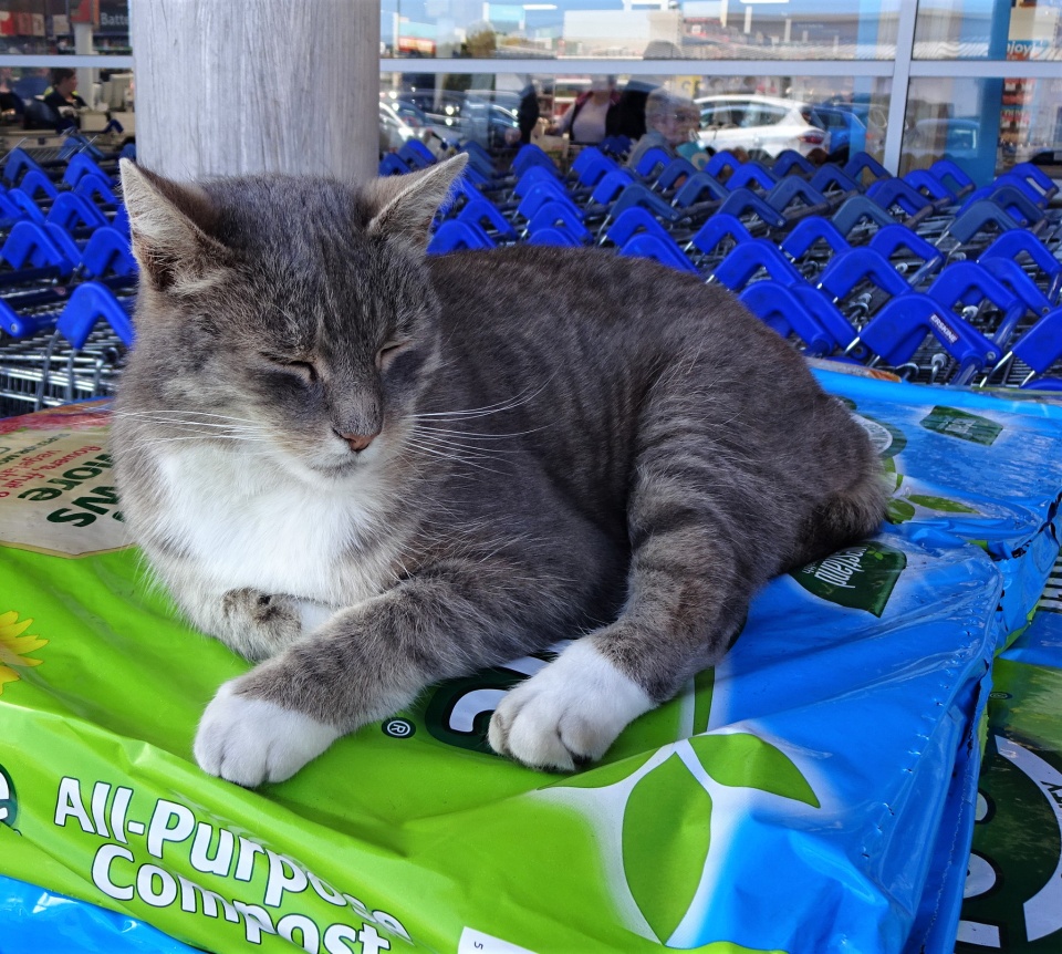 Cat at Tesco EllyJay Blipfoto