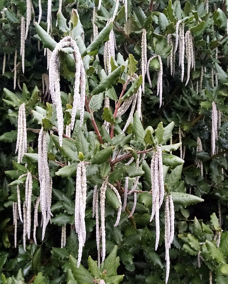 Silk Tassel Bush Greygranite1745 Blipfoto