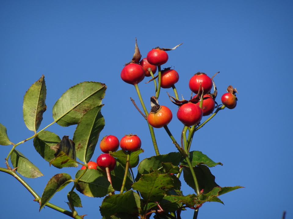 Rose hips PAR1 Blipfoto
