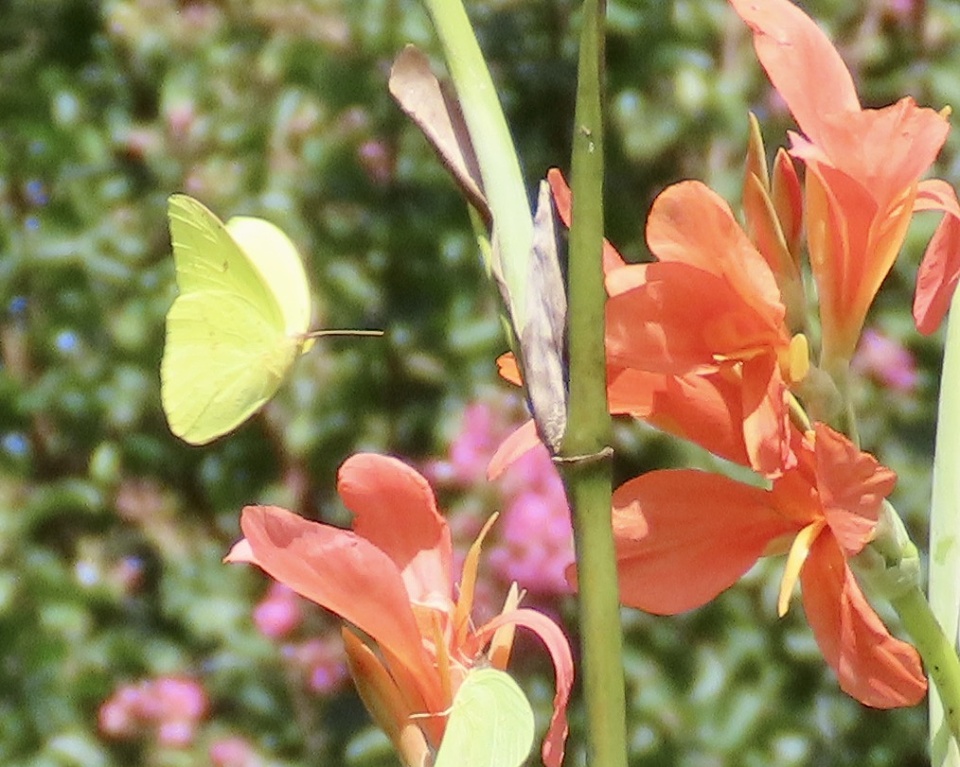 cloudless-sulphur-anneilm60-blipfoto
