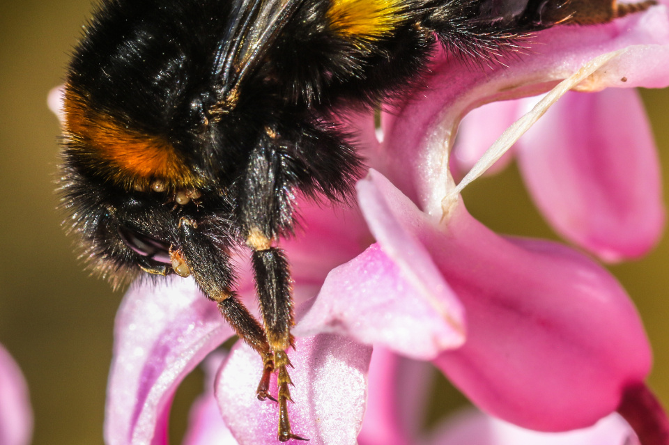 Hitchhiking Mites MsQuizzical Blipfoto