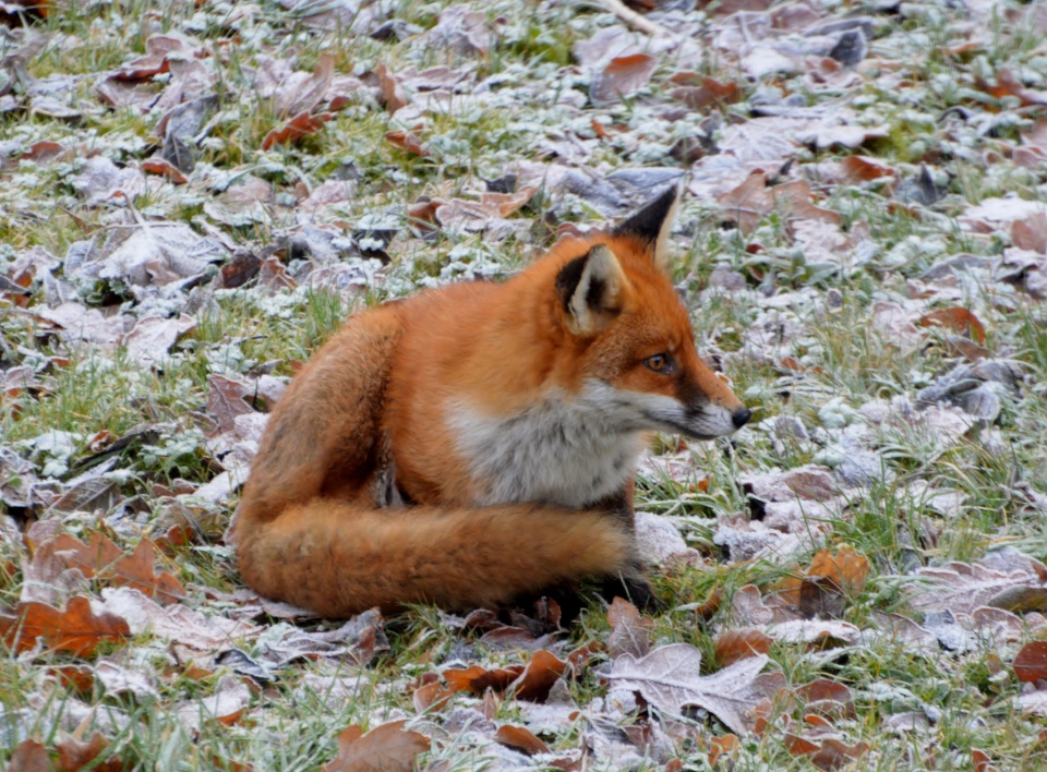 Injured fox cate1 Blipfoto