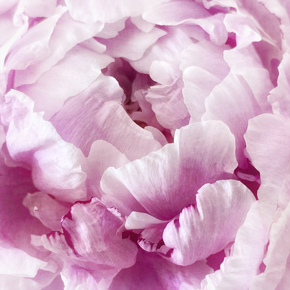 peony | sk | Blipfoto