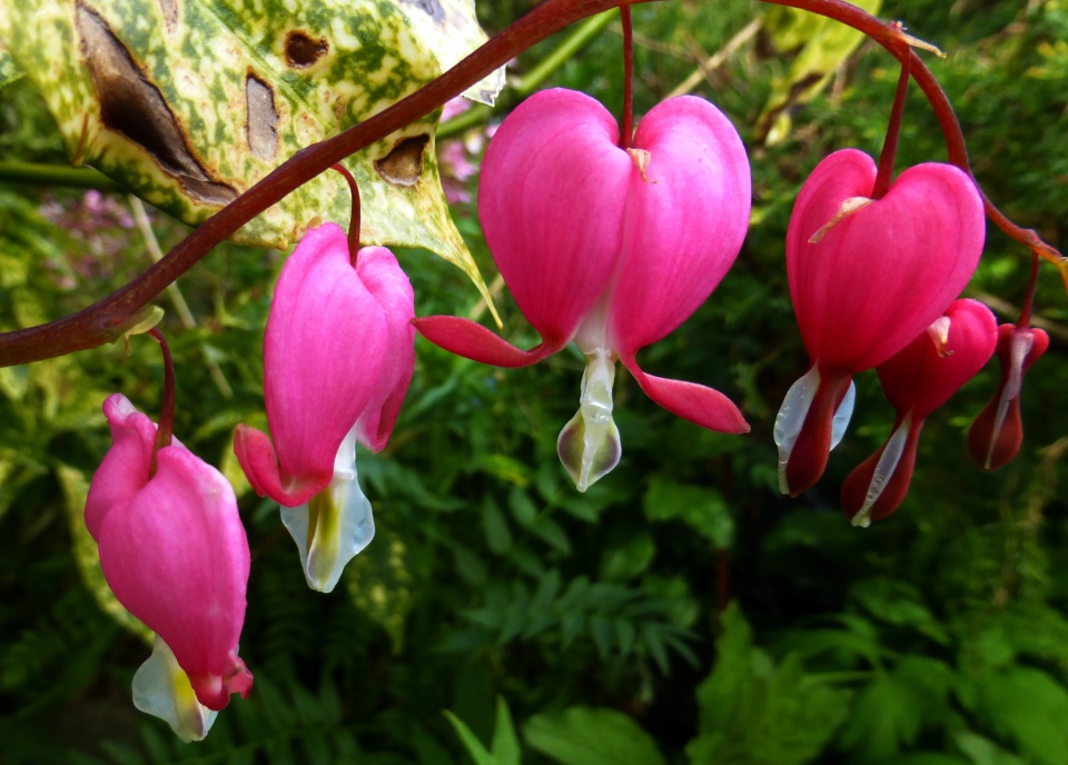 Love Lies Bleeding 