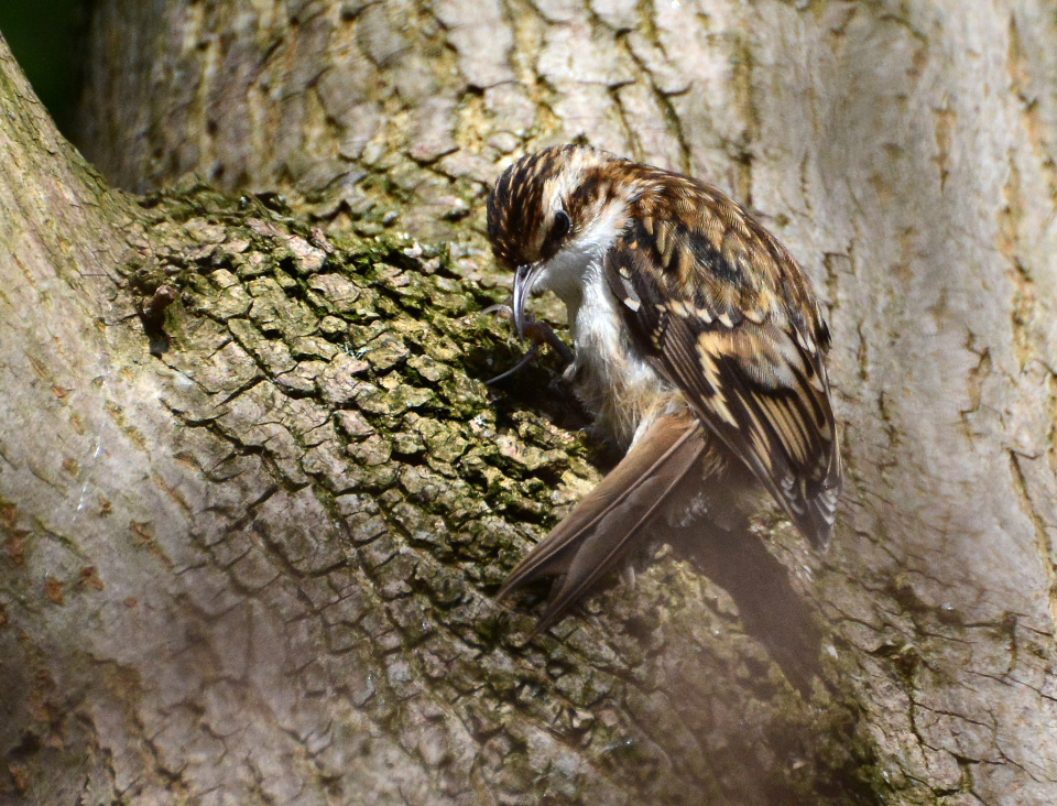 Treecreeper Daver64 Blipfoto
