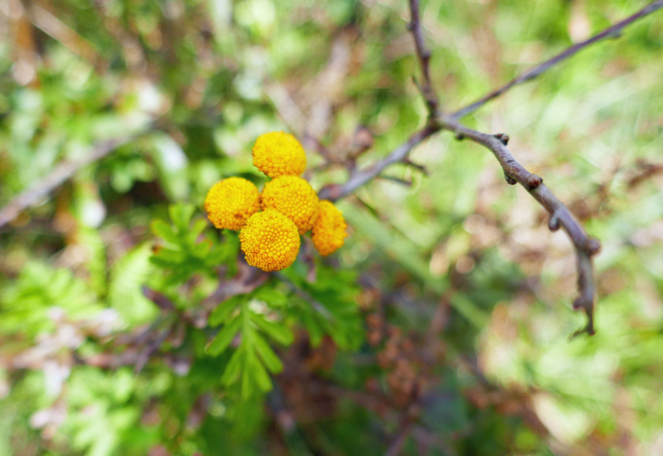 Yellow hedgerow flowers PicturePoems Blipfoto