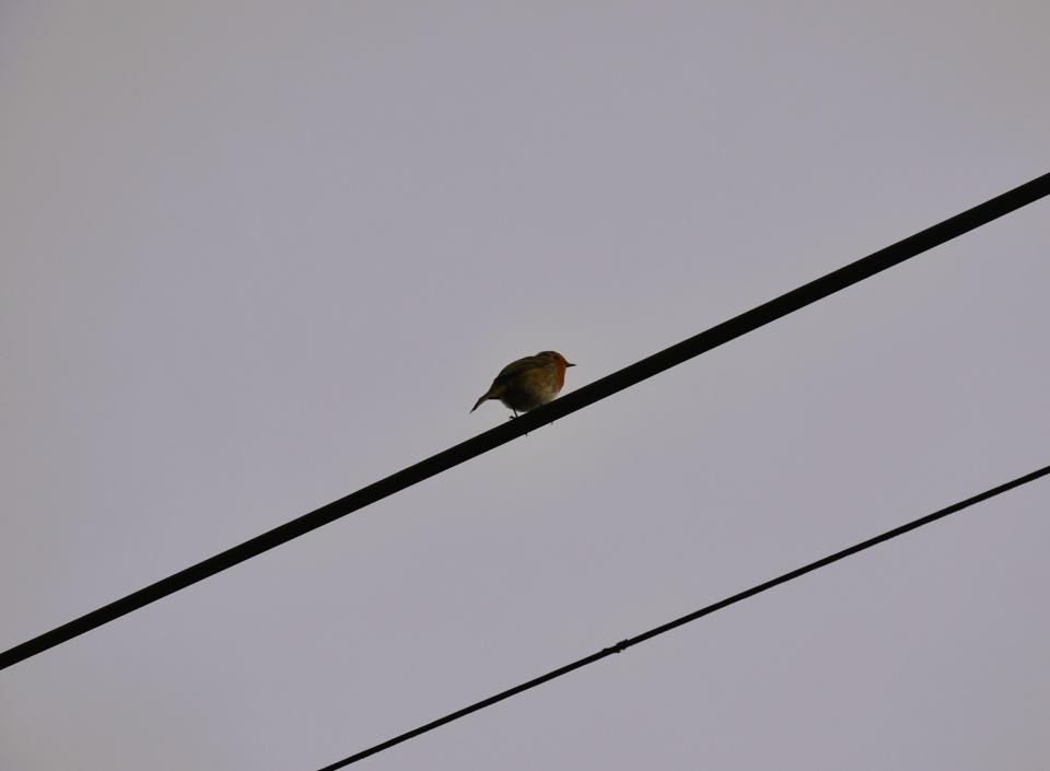 like-a-bird-on-a-wire-stephenf-blipfoto