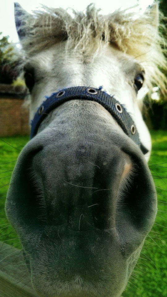 Awww quit horsing around!