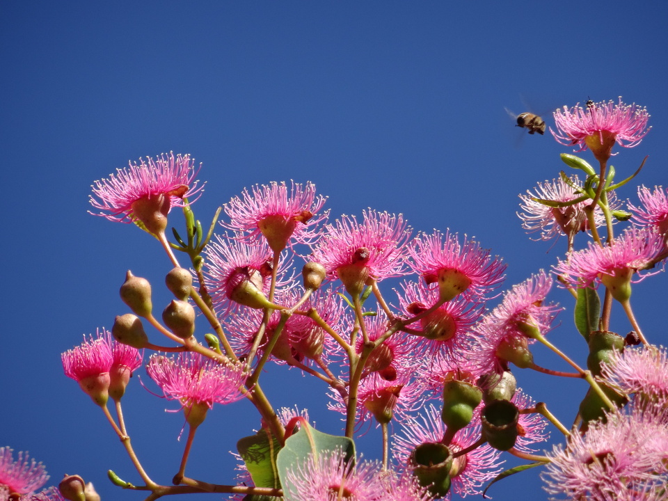 Pink gum tree flower PAR1 Blipfoto