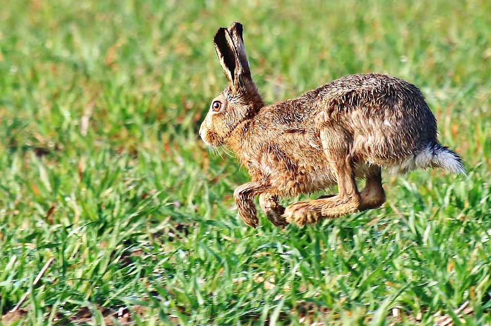 Hare In The Air | MsQuizzical | Blipfoto