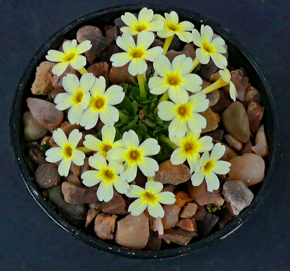 The challenge of Dionysia | Knottman2 | Blipfoto