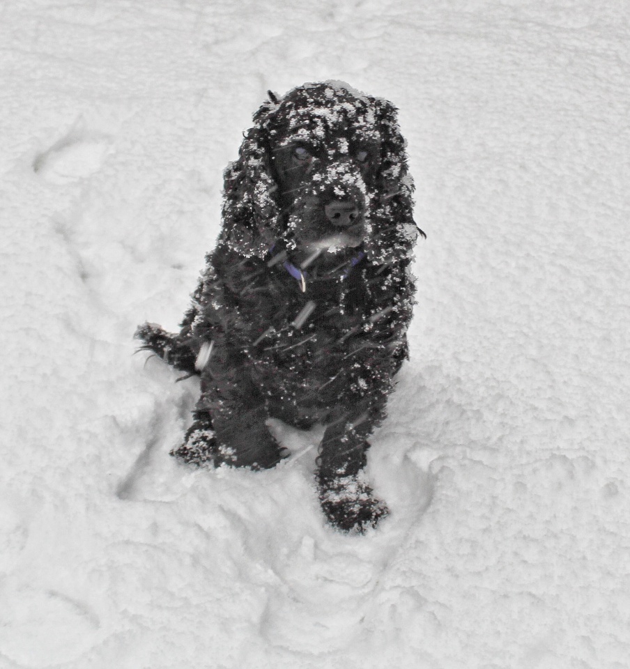 Joe in the snow | Charlie17 | Blipfoto