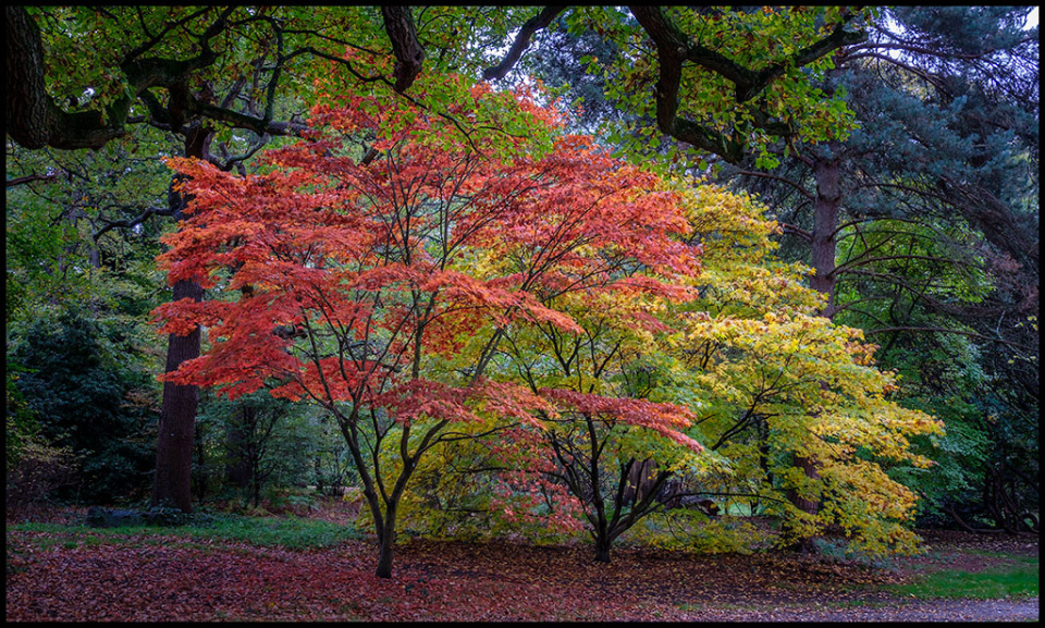 Acers 