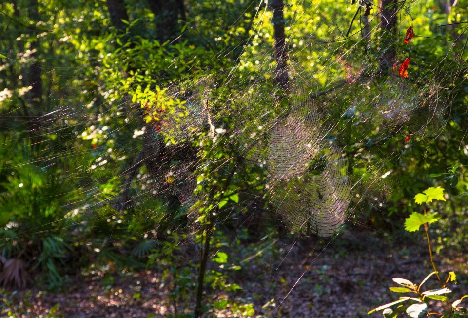Lots of Webs Around | bugsman | Blipfoto