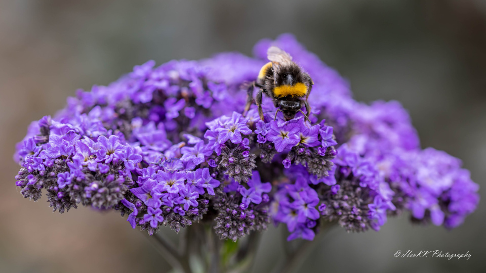 The Gardens at Belton House Hevkk Blipfoto