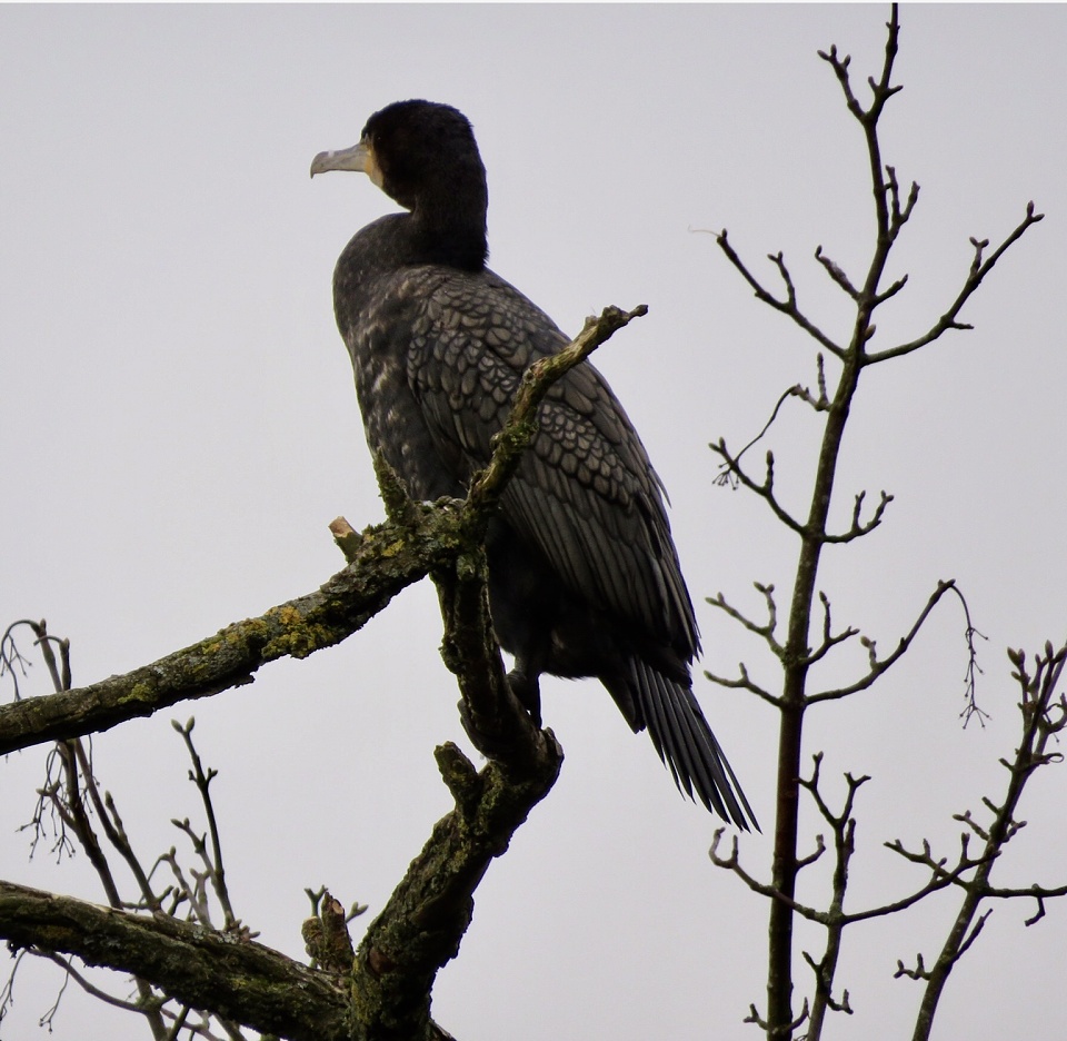 CORMORANT IN A TREE. | Larchlea | Blipfoto