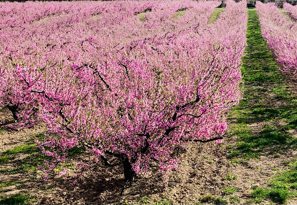 Peach orchard ахименес фото