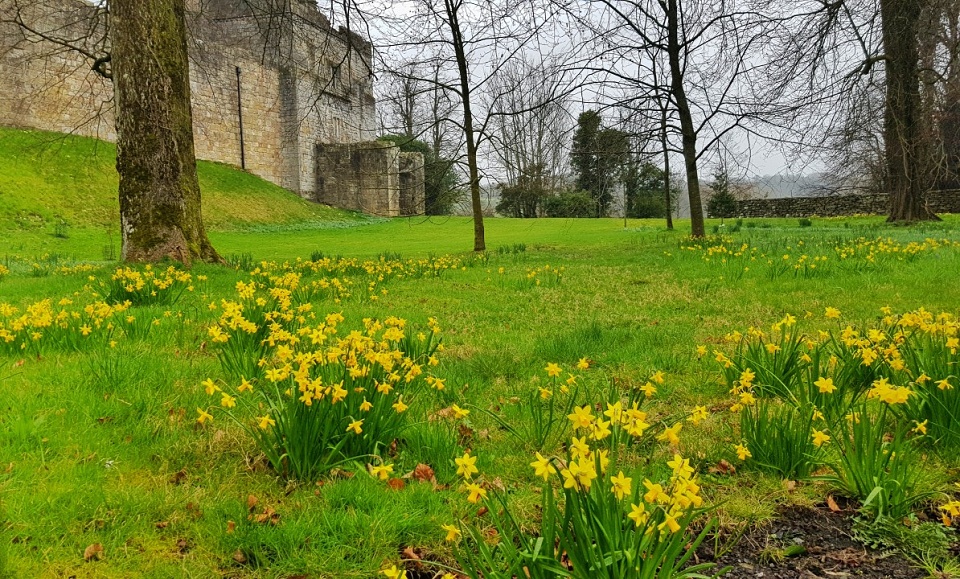 Daffodils at Cockermouth Castle trevorearthy Blipfoto