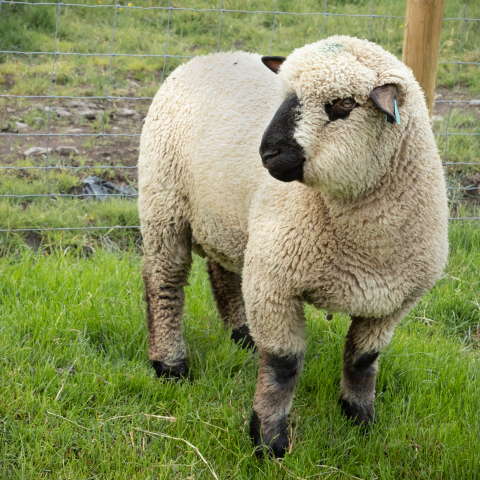 Hampshire Sheep | Valerie12 | Blipfoto