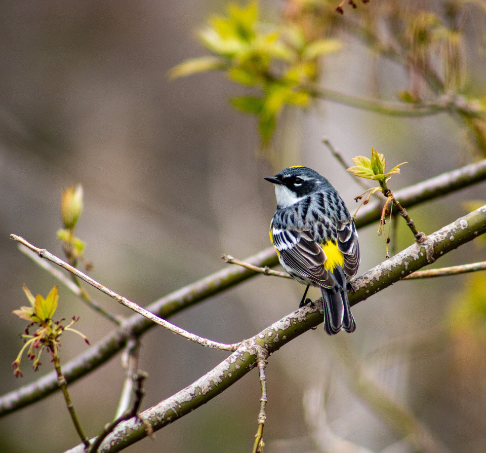 Warblers And More 