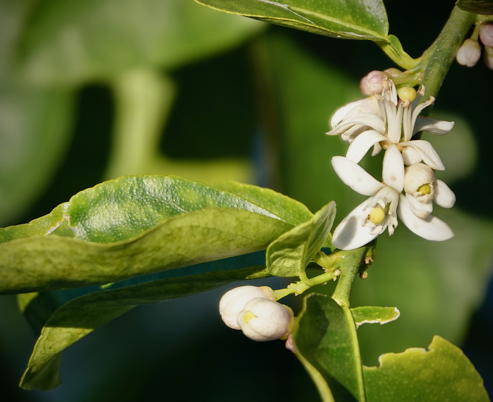 next-year-s-lemons-banksiaman-blipfoto