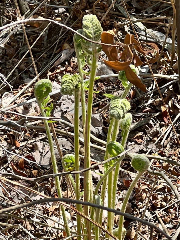 Fiddlehead Ferns Kelso Blipfoto 