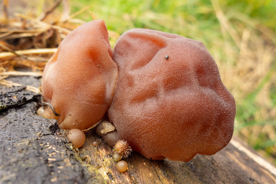 jelly-ear-fungus-madwill-blipfoto