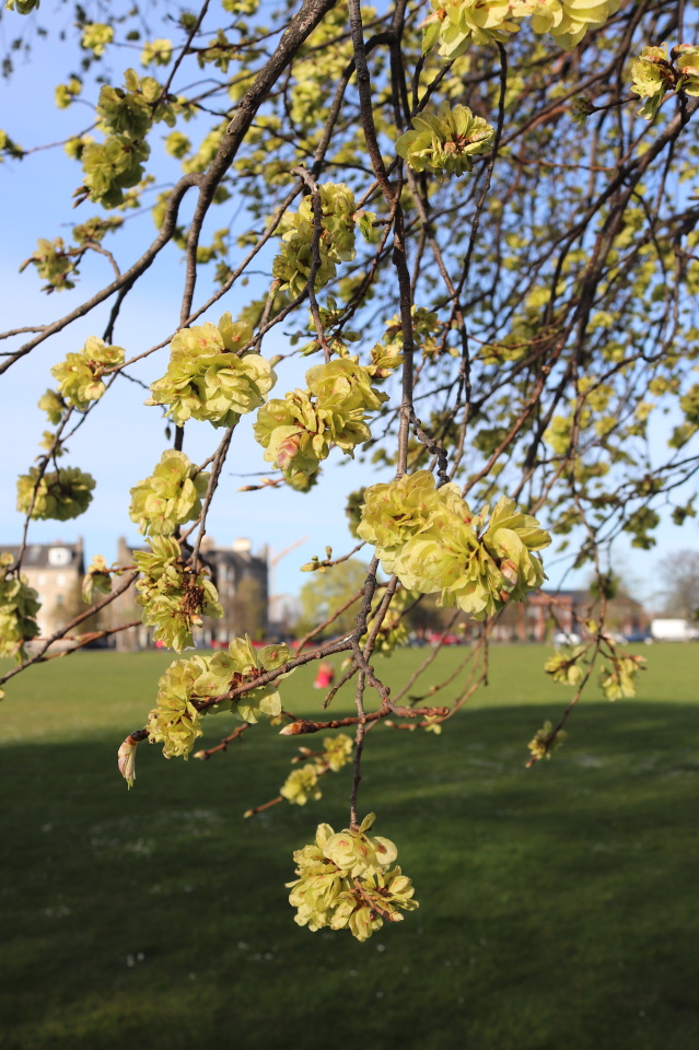 Golden elm blossom kirstymill Blipfoto