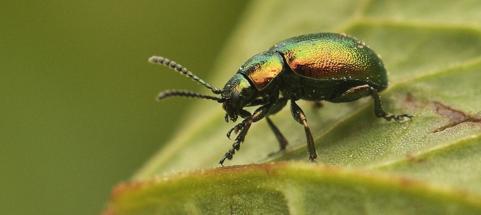 Green Dock Beetle | Helwild | Blipfoto