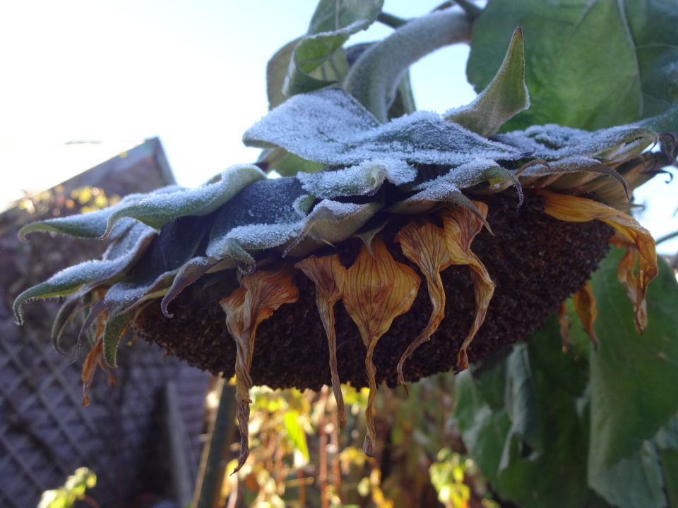 Dying Sunflower Teasel Blipfoto