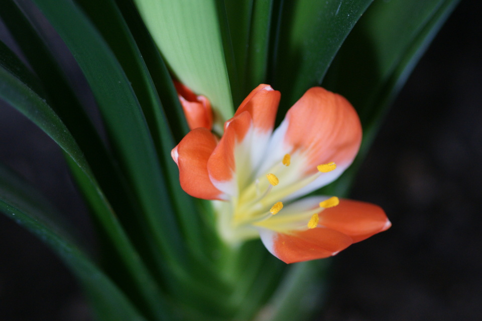 A tiny surprise flower | Aynil | Blipfoto