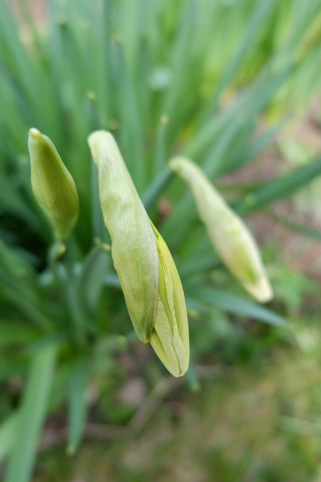 Daffodils Chas Blipfoto
