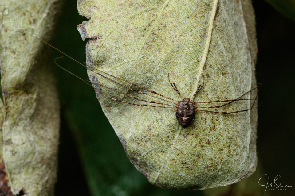 Mummy Long Legs Spider by Jmag60