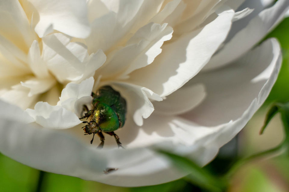 green-rose-chafer-otornblom-blipfoto
