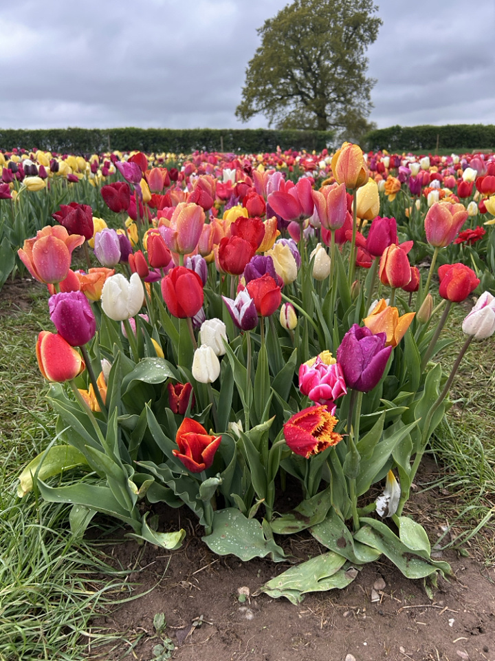 tulips-as-far-as-the-eye-can-see-snaphappysally-blipfoto