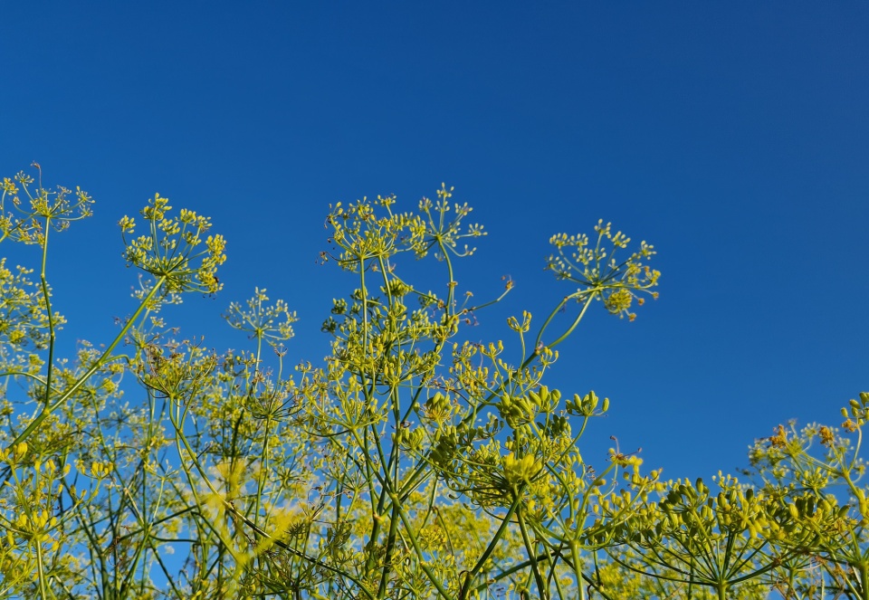 FENNEL EllyJay Blipfoto