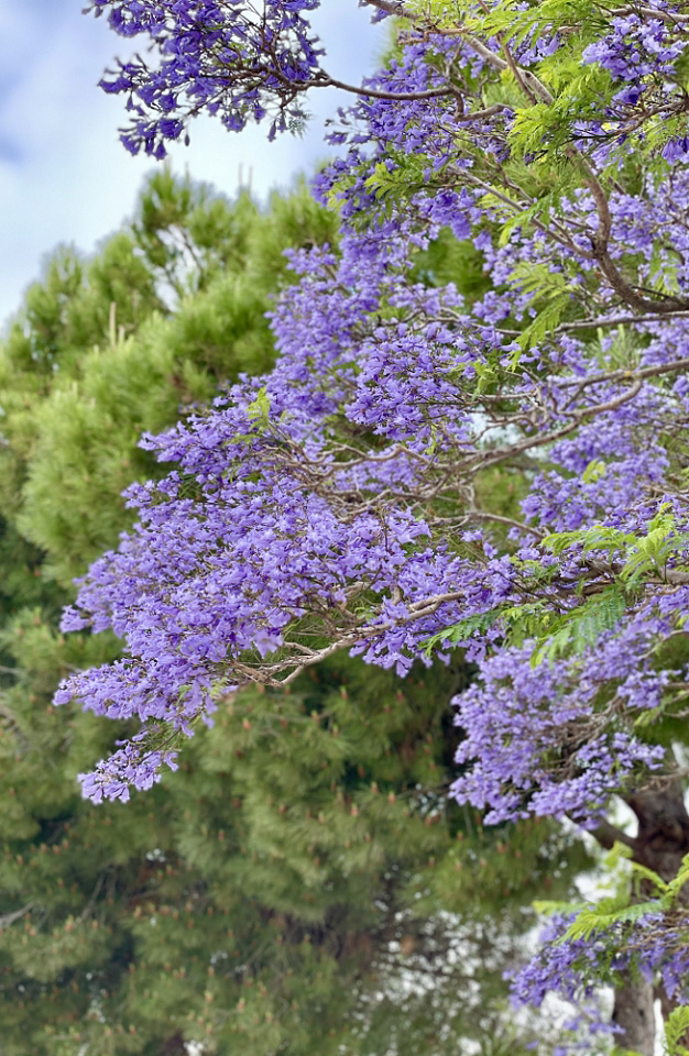 Beautiful purple tree! | Pictastic | Blipfoto