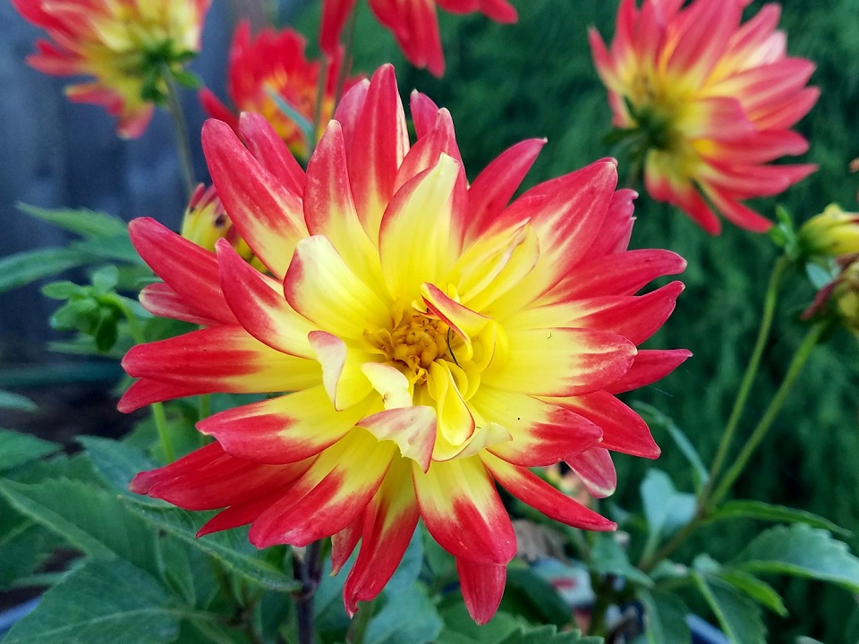 Miniature Dahlia | RonaldBerry | Blipfoto