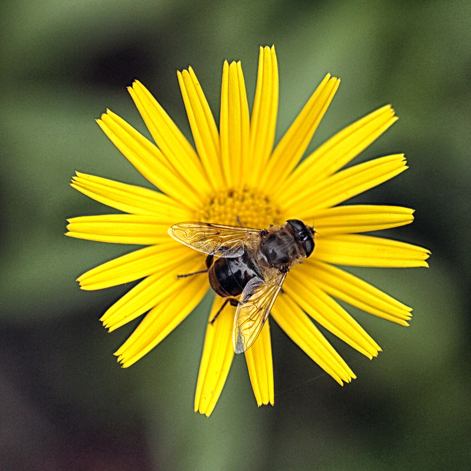 Mutualism in the garden. Talpa Blipfoto