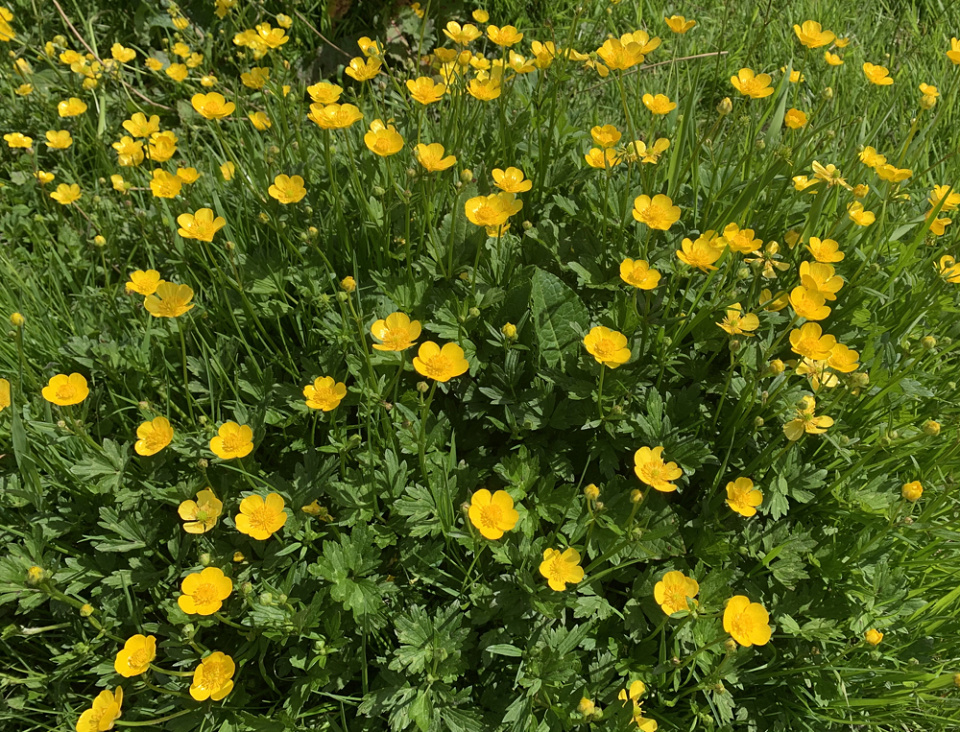 Buttercups stswithin50 Blipfoto