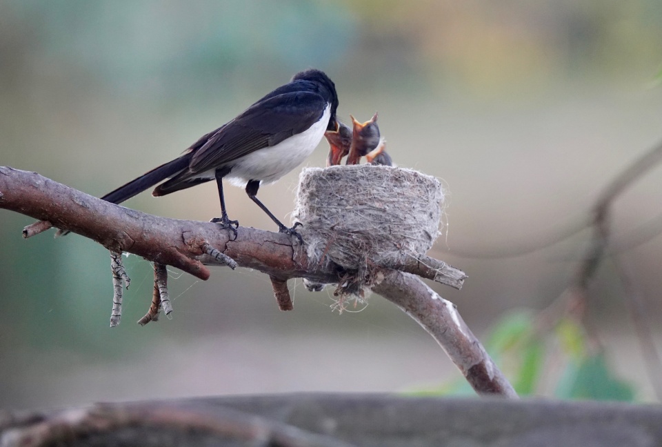 Willy Wagtail babies! | WalkingWombat | Blipfoto