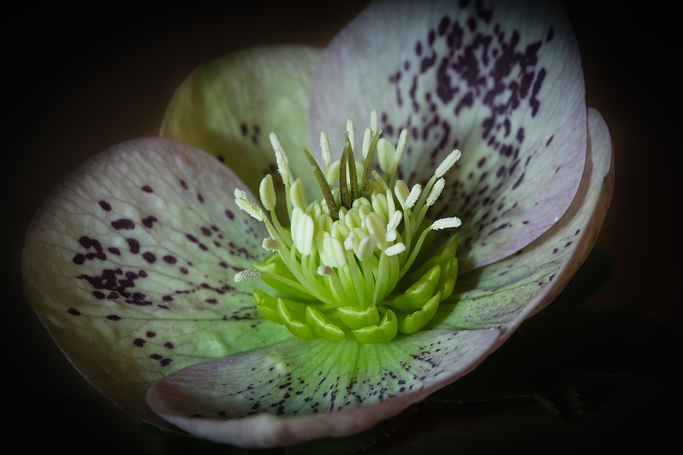 The structure of hellebores... mollyblobs Blipfoto