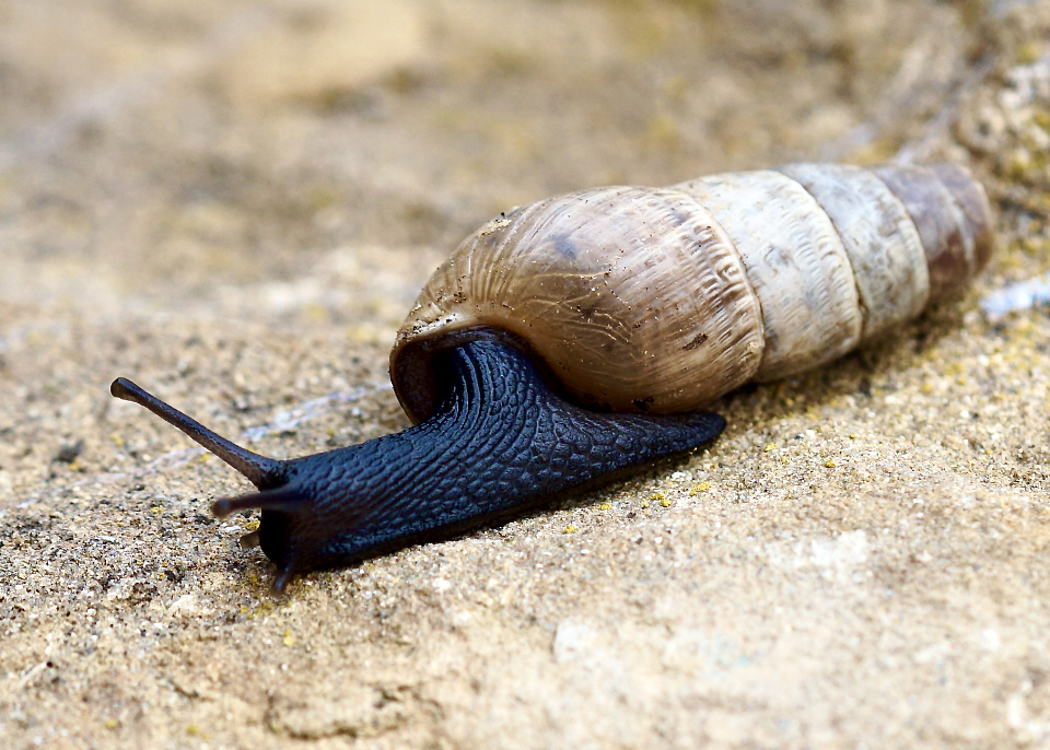 Decollate snail lesmark Blipfoto