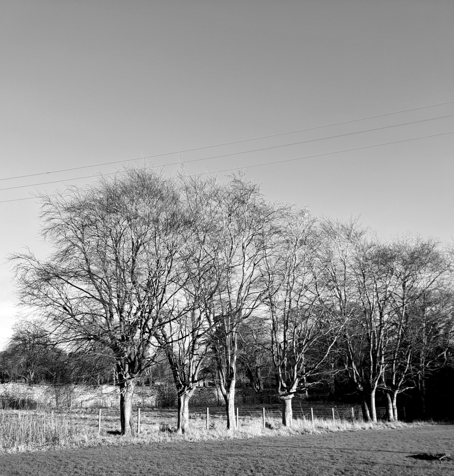 Tree line lovenature blipfoto