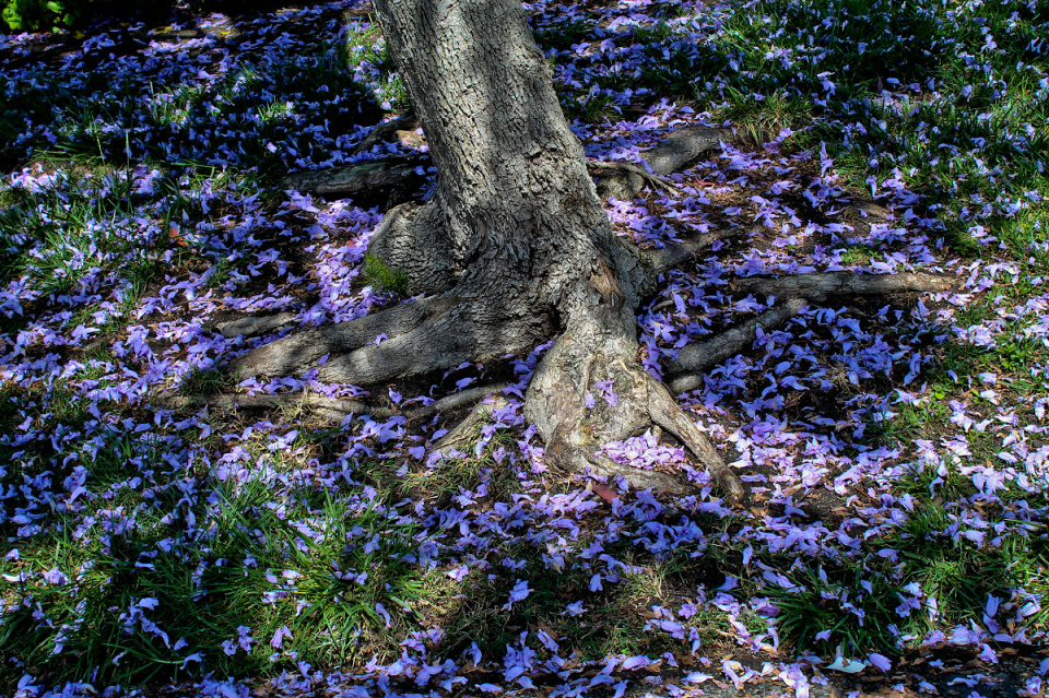 Jacaranda Tree Roots and Flowers carolinav Blipfoto