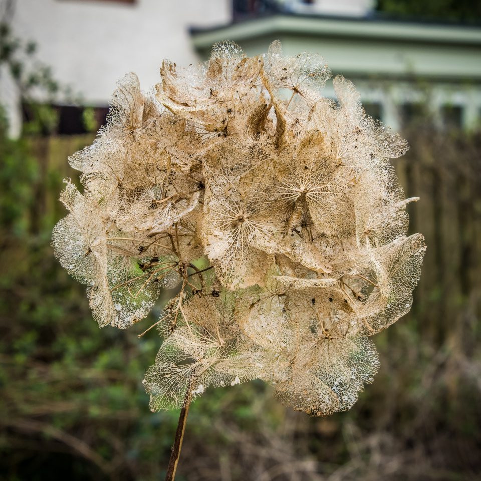 Snowcycle Hydrangea Hydrangea Flower head | Snowcycle | Blipfoto