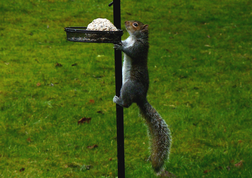 Pesky squirrel | spishy | Blipfoto